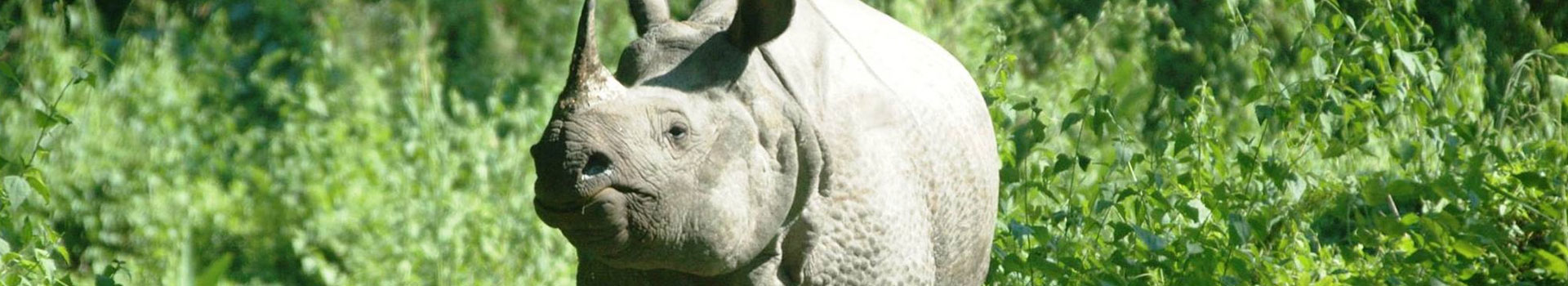 Dooars - Jaldapara & Lataguri